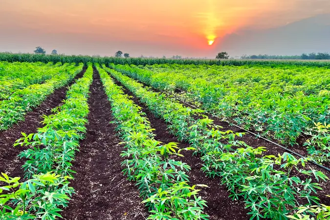 Com práticas inovadoras e o uso de biochar, o setor agrícola do país se destaca na economia verde, contribuindo para a redução das emissões de carbono e promovendo um futuro mais sustentável | Foto: Reprodução/Canva brasil