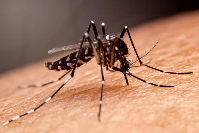 O aumento dos casos de dengue em São Paulo e no Brasil em 2025 ressalta a importância de uma abordagem integrada para conter a doença | Foto: Reprodução/shutterstock