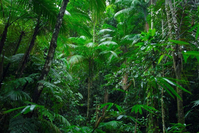 Brasil estabelece novas metas para conservação da biodiversidade