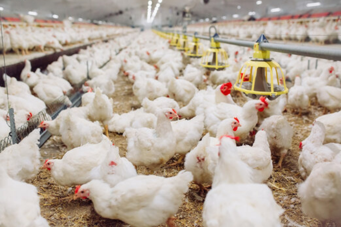 Exportação de frango do Brasil cresce devido à gripe aviária global